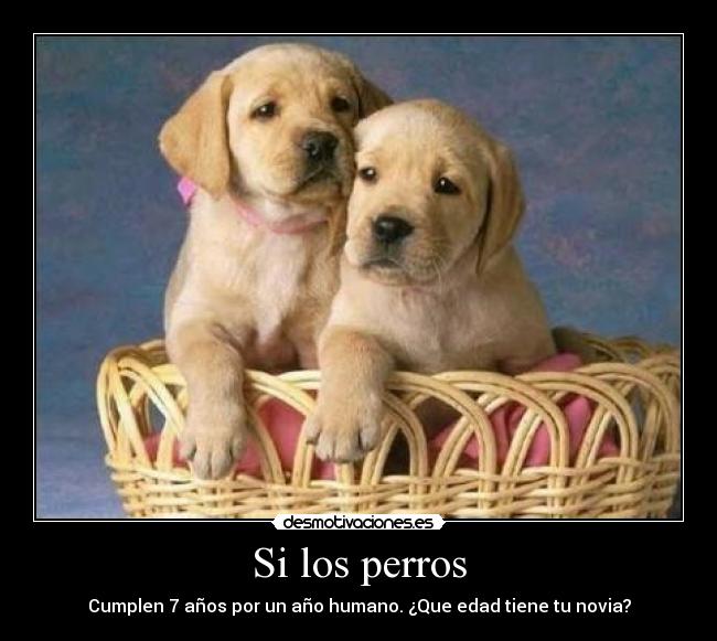 Si los perros - Cumplen 7 años por un año humano. ¿Que edad tiene tu novia?