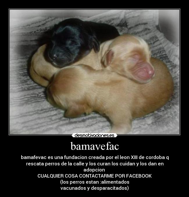 bamavefac -