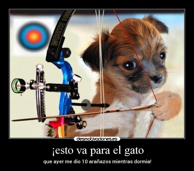 ¡esto va para el gato - 