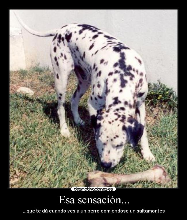 Esa sensación... - ...que te dá cuando ves a un perro comiendose un saltamontes