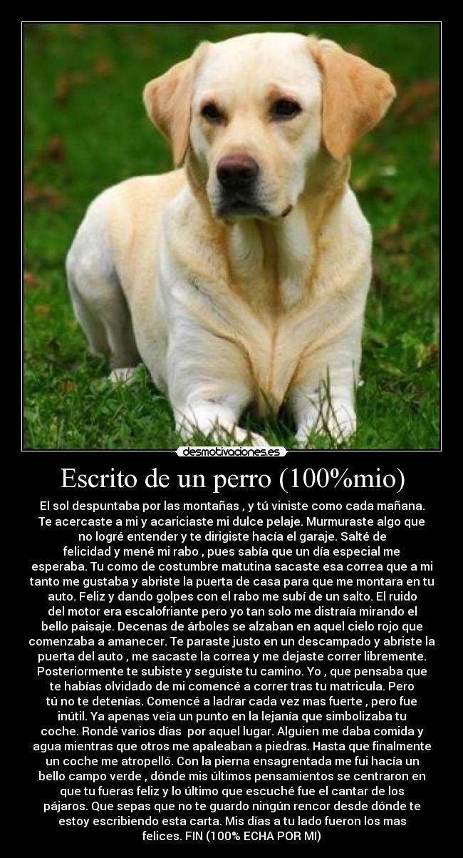 Escrito de un perro (100%mio) - El sol despuntaba por las montañas , y tú viniste como cada mañana.
Te acercaste a mi y acariciaste mi dulce pelaje. Murmuraste algo que
no logré entender y te dirigiste hacía el garaje. Salté de
felicidad y mené mi rabo , pues sabía que un día especial me
esperaba. Tu como de costumbre matutina sacaste esa correa que a mi
tanto me gustaba y abriste la puerta de casa para que me montara en tu
auto. Feliz y dando golpes con el rabo me subí de un salto. El ruido
del motor era escalofriante pero yo tan solo me distraía mirando el
bello paisaje. Decenas de árboles se alzaban en aquel cielo rojo que
comenzaba a amanecer. Te paraste justo en un descampado y abriste la
puerta del auto , me sacaste la correa y me dejaste correr libremente.
Posteriormente te subiste y seguiste tu camino. Yo , que pensaba que
te habías olvidado de mi comencé a correr tras tu matricula. Pero
tú no te detenías. Comencé a ladrar cada vez mas fuerte , pero fue
inútil. Ya apenas veía un punto en la lejanía que simbolizaba tu
coche. Rondé varios días por aquel lugar. Alguien me daba comida y
agua mientras que otros me apaleaban a piedras. Hasta que finalmente
un coche me atropelló. Con la pierna ensagrentada me fui hacía un
bello campo verde , dónde mis últimos pensamientos se centraron en
que tu fueras feliz y lo último que escuché fue el cantar de los
pájaros. Que sepas que no te guardo ningún rencor desde dónde te
estoy escribiendo esta carta. Mis días a tu lado fueron los mas
felices. FIN (100% ECHA POR MI)