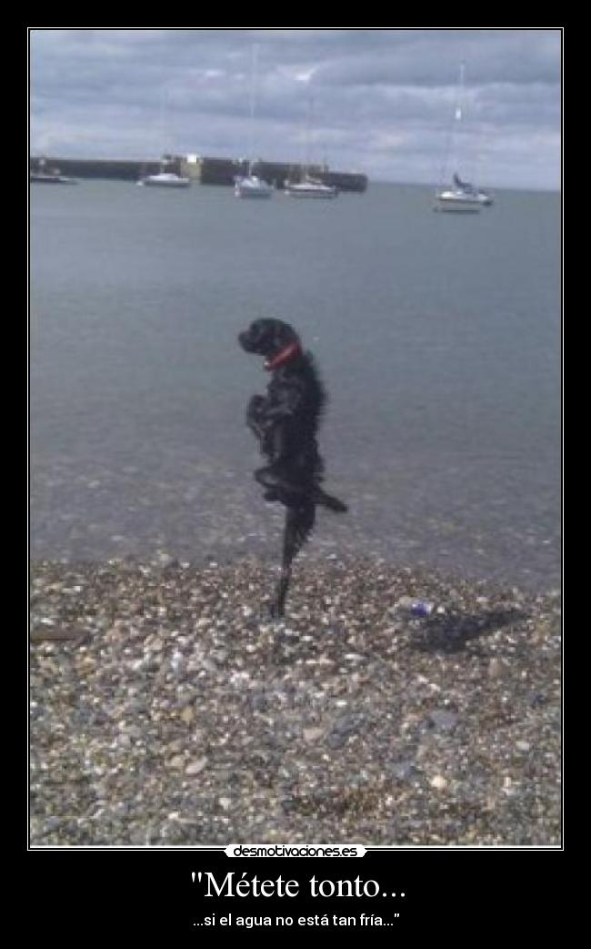 Métete tonto... - ...si el agua no está tan fría...