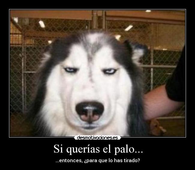 Si querías el palo... - 