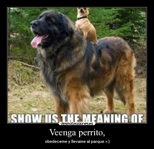 Veenga perrito, -