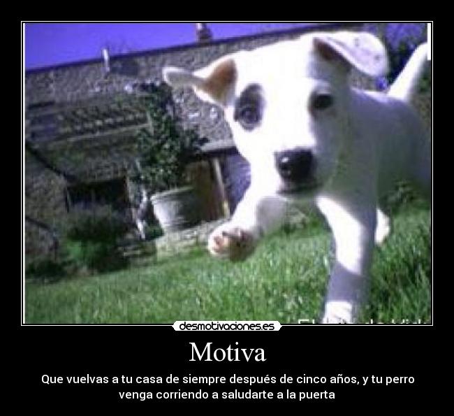 Motiva - Que vuelvas a tu casa de siempre después de cinco años, y tu perro
venga corriendo a saludarte a la puerta