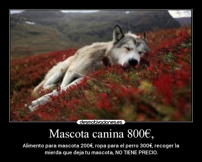 Mascota canina 800€, - Alimento para mascota 200€, ropa para el perro 300€, recoger la
mierda que deja tu mascota, NO TIENE PRECIO.