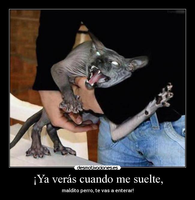 ¡Ya verás cuando me suelte, - 