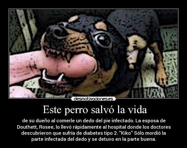  Este perro salvó la vida - de su dueño al comerle un dedo del pie infectado. La esposa de
Douthett, Rosee, lo llevó rápidamente al hospital donde los doctores
descubrieron que sufría de diabetes tipo 2. Kiko Sólo mordió la
parte infectada del dedo y se detuvo en la parte buena.