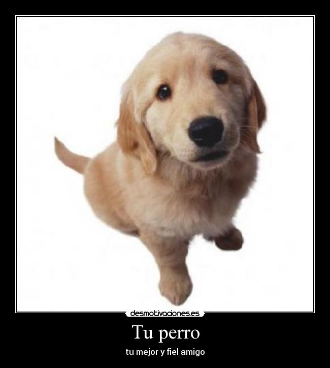 Tu perro - 