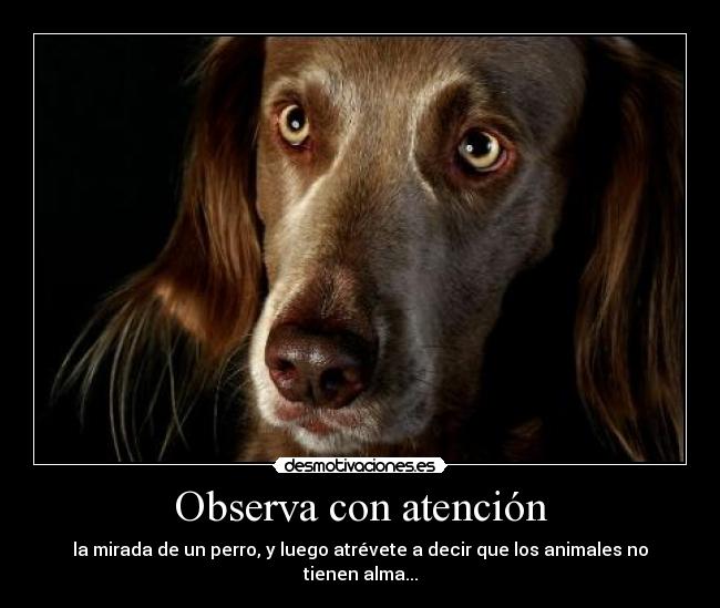 Observa con atención - 