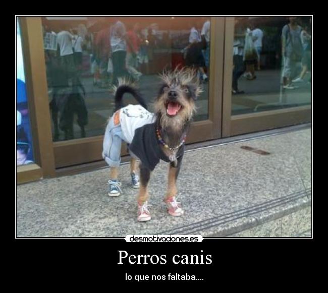 Perros canis - 