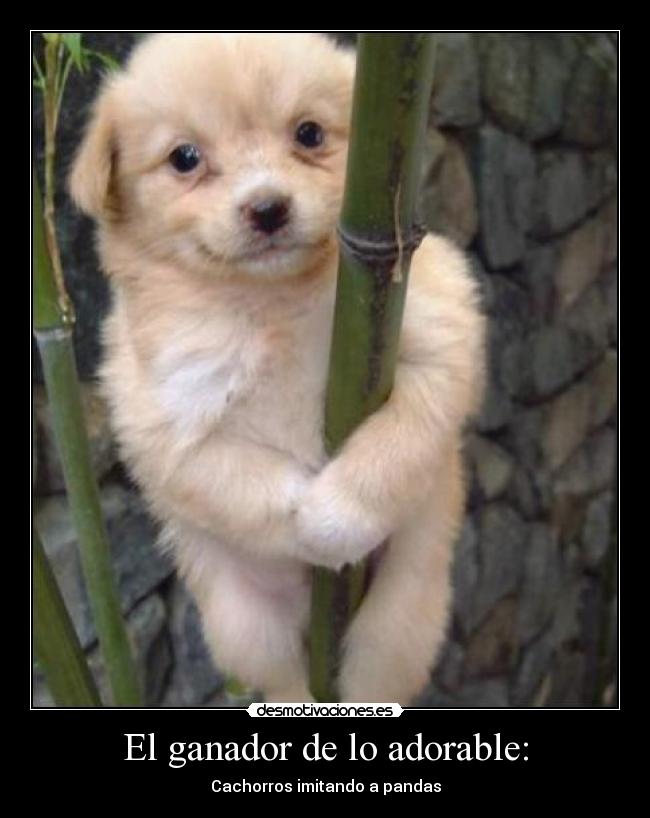 El ganador de lo adorable: - Cachorros imitando a pandas