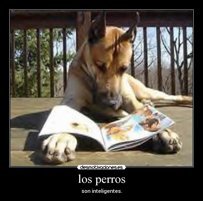 los perros - son inteligentes.