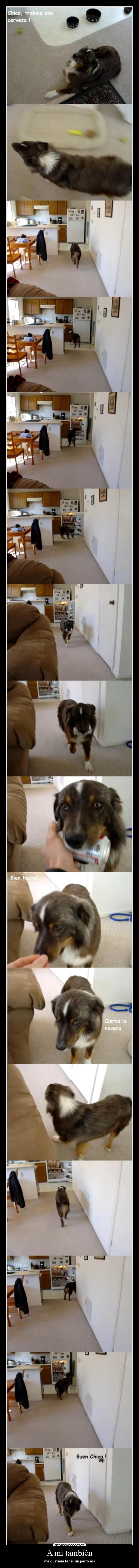 A mi también - me gustaría tener un perro así