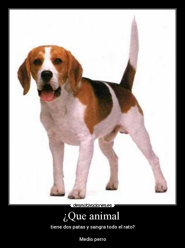 ¿Que animal -