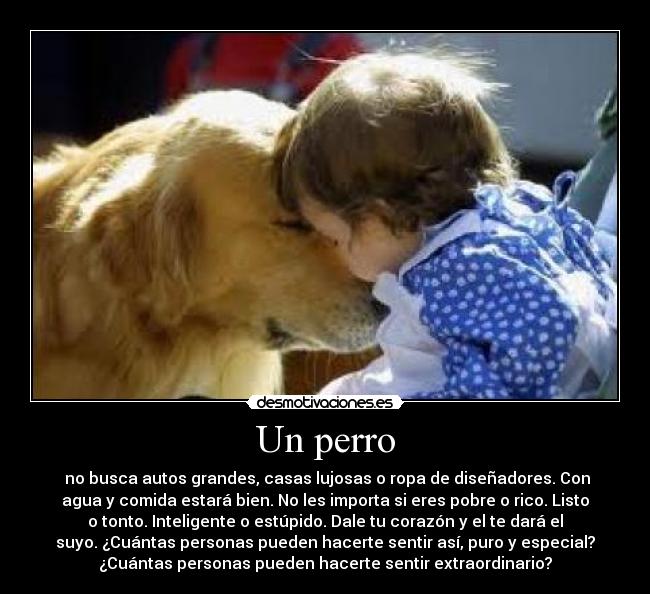 Un perro - 