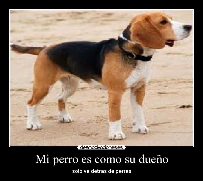 Mi perro es como su dueño - solo va detras de perras