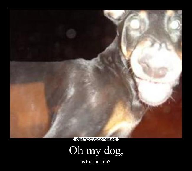 Oh my dog, - what is this?