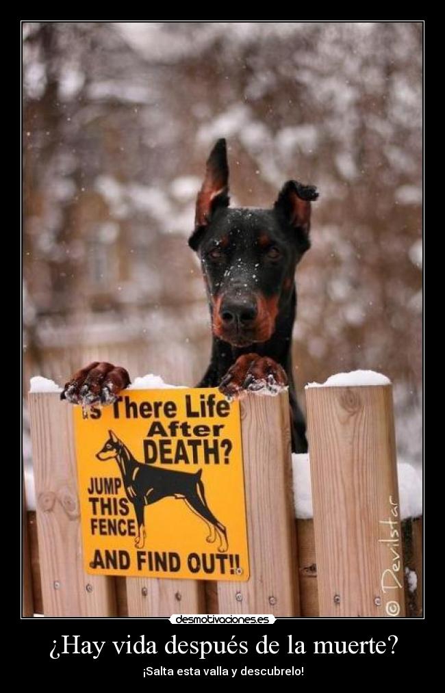 ¿Hay vida después de la muerte? - ¡Salta esta valla y descubrelo!