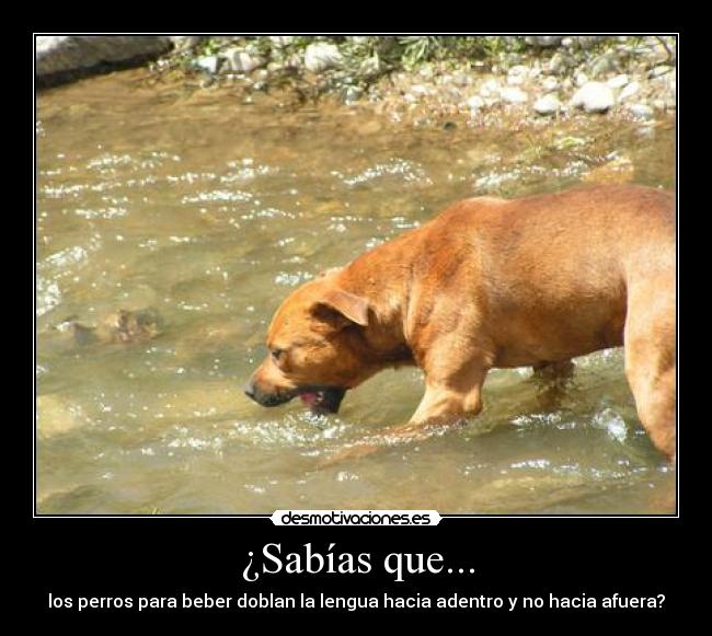 ¿Sabías que... - los perros para beber doblan la lengua hacia adentro y no hacia afuera?