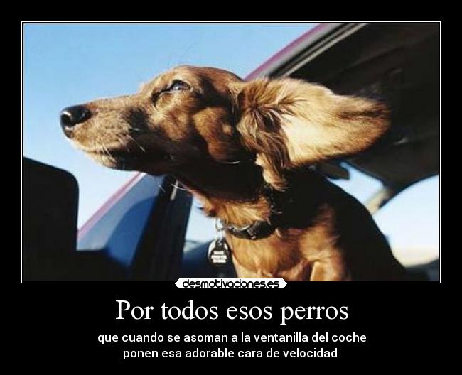 Por todos esos perros - que cuando se asoman a la ventanilla del coche
ponen esa adorable cara de velocidad