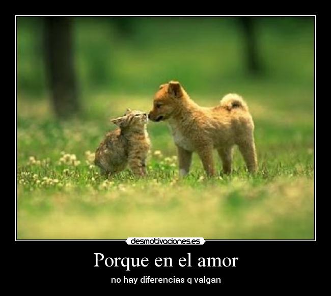Porque en el amor - no hay diferencias q valgan