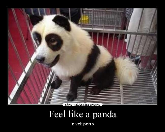 Feel like a panda -