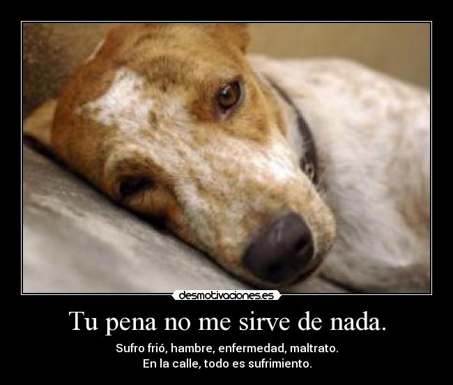 Tu pena no me sirve de nada. - Sufro frió, hambre, enfermedad, maltrato.
En la calle, todo es sufrimiento.