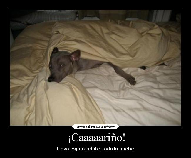 ¡Caaaaariño! - Llevo esperándote toda la noche.