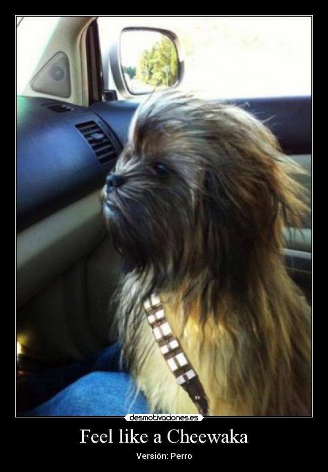 Feel like a Cheewaka - 