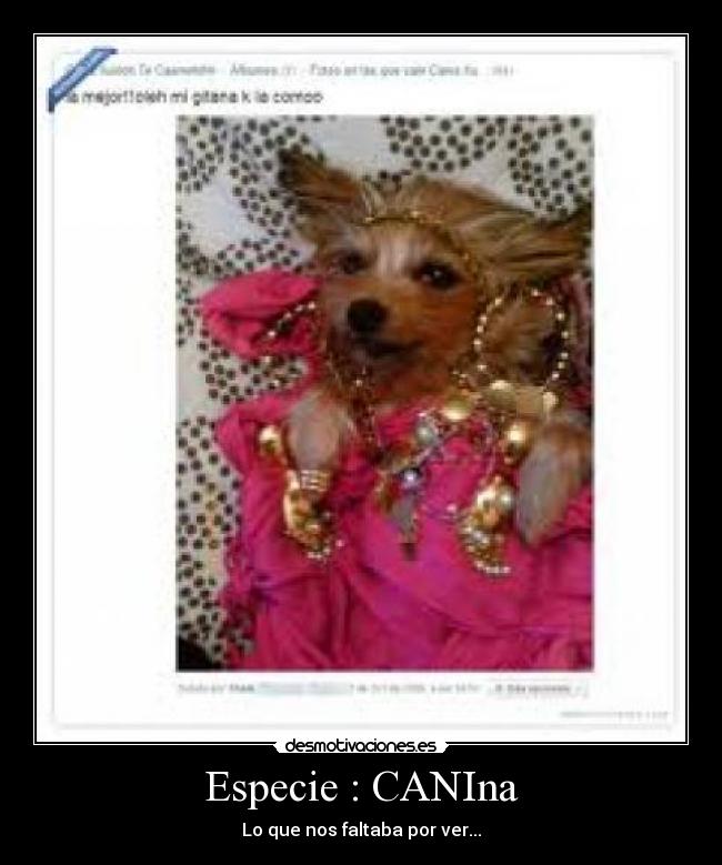 Especie : CANIna -
