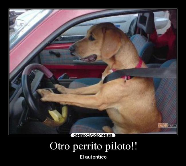 Otro perrito piloto!! - El autentico