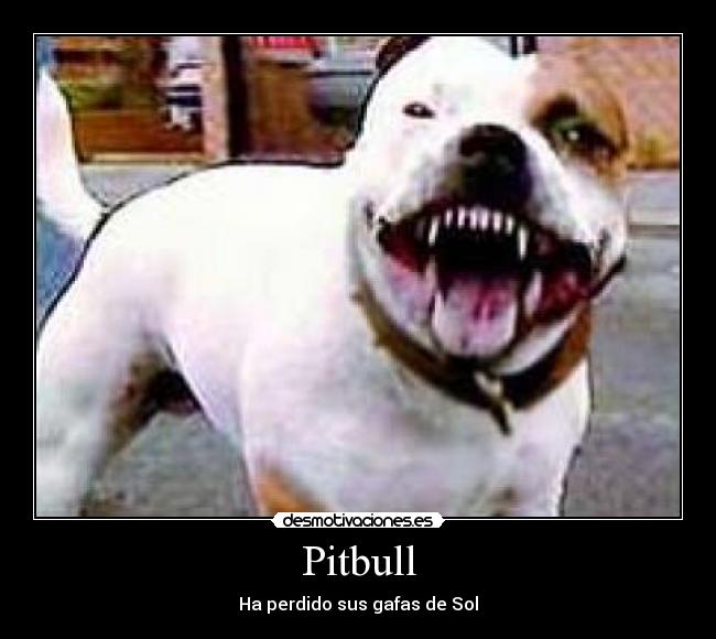Pitbull -