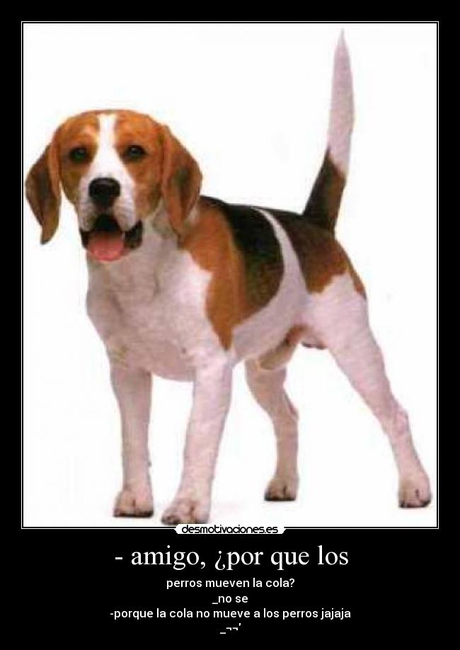 - amigo, ¿por que los - 