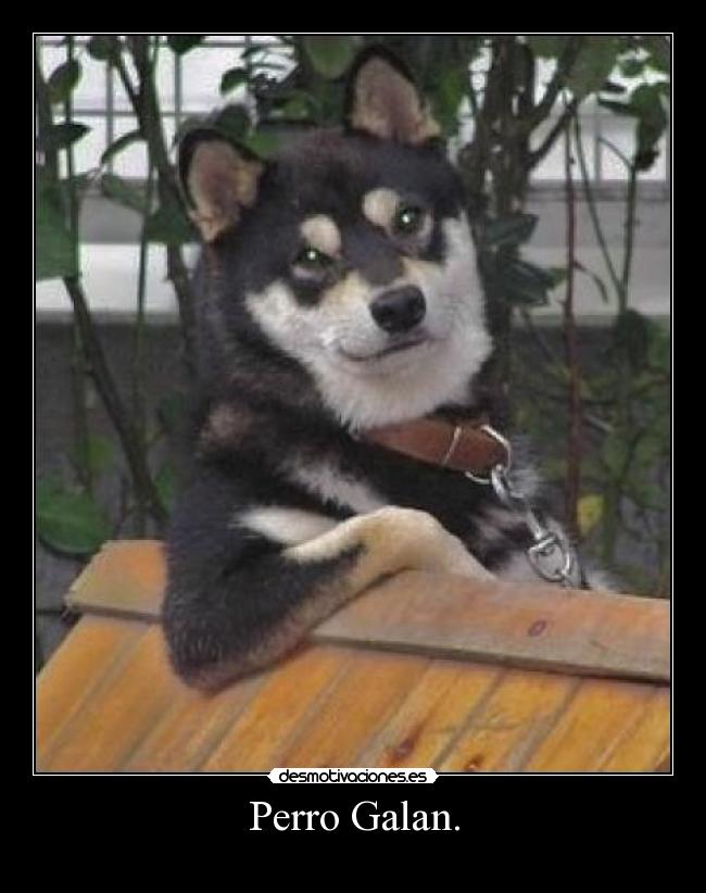 Perro Galan. -