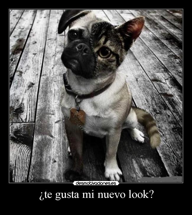 ¿te gusta mi nuevo look? - 