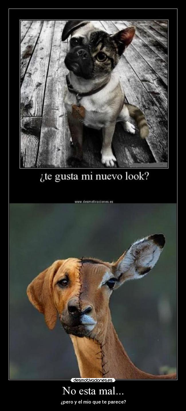 No esta mal... - ¿pero y el mio que te parece?