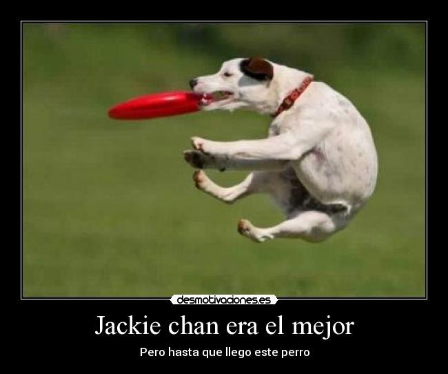 carteles perro karateka desmotivaciones