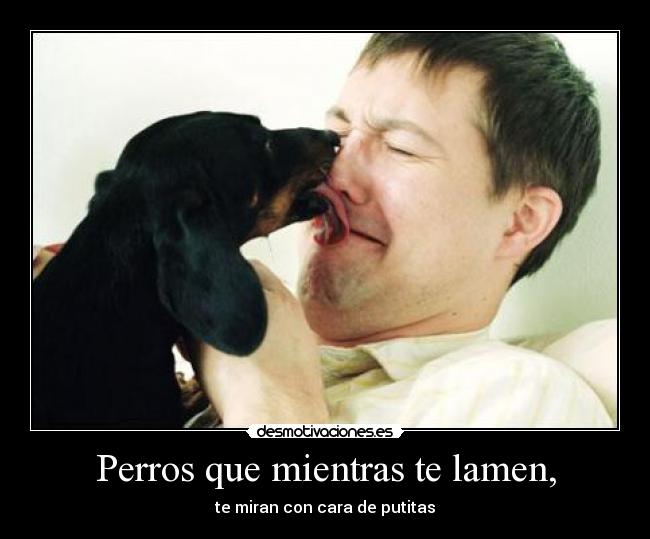 Perros que mientras te lamen, - te miran con cara de putitas