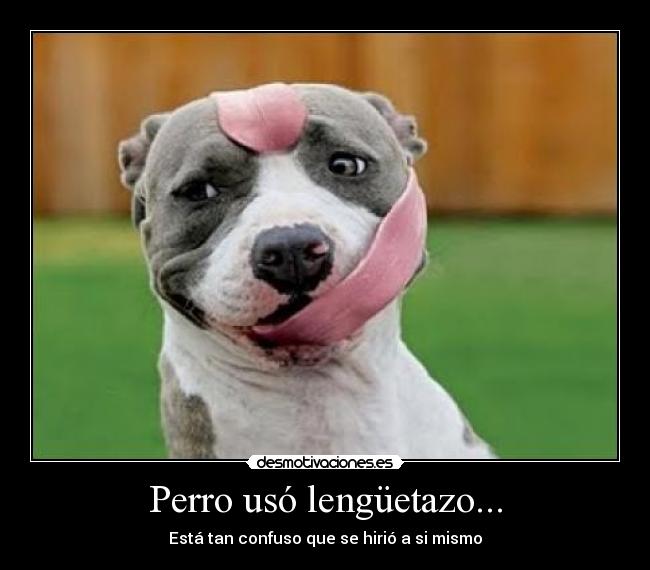 Perro usó lengüetazo... - Está tan confuso que se hirió a si mismo
