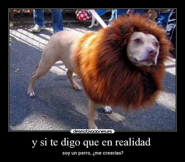 y si te digo que en realidad  - 