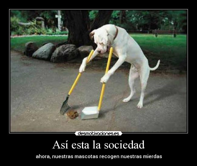 Así esta la sociedad - ahora, nuestras mascotas recogen nuestras mierdas