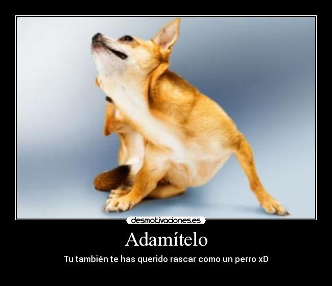 Adamítelo - Tu también te has querido rascar como un perro xD
