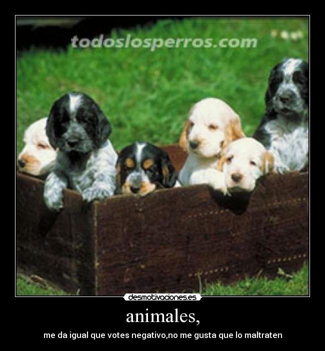 animales, - 