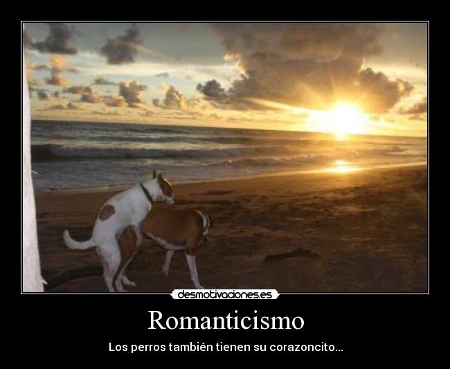 Romanticismo - Los perros también tienen su corazoncito...