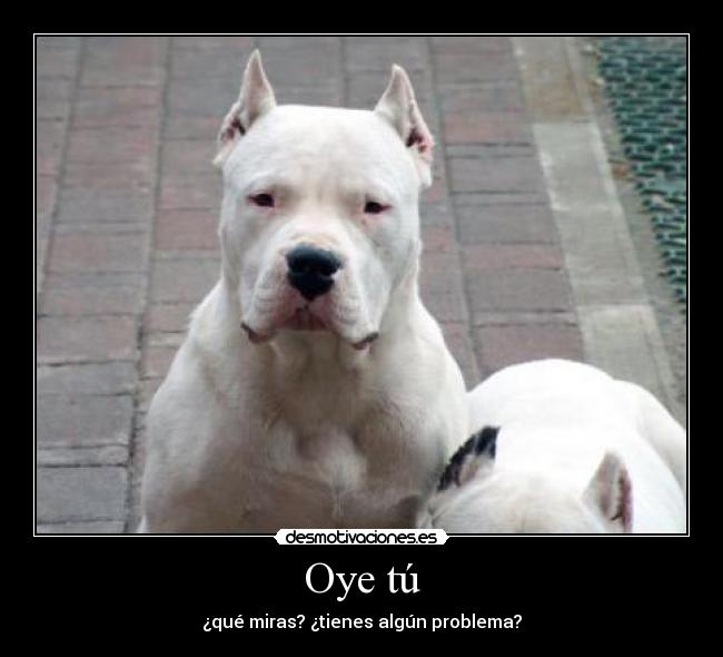 Oye tú - ¿qué miras? ¿tienes algún problema?