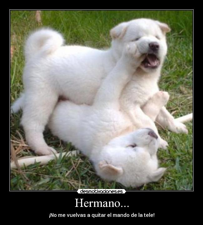 Hermano... -