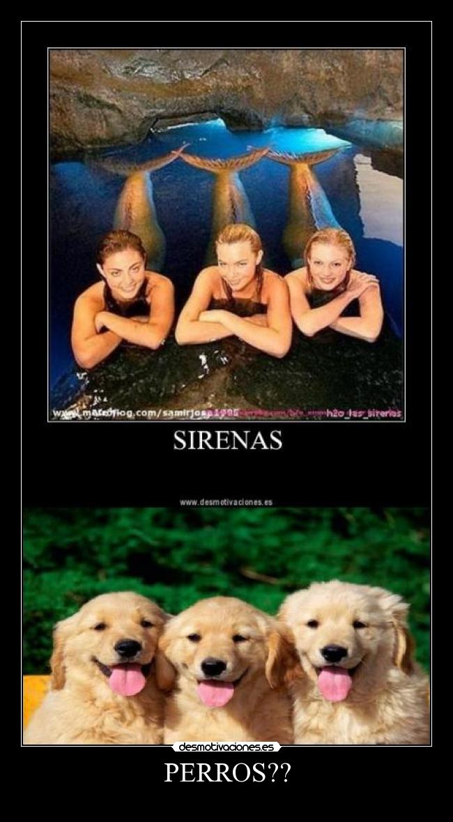 PERROS?? - 