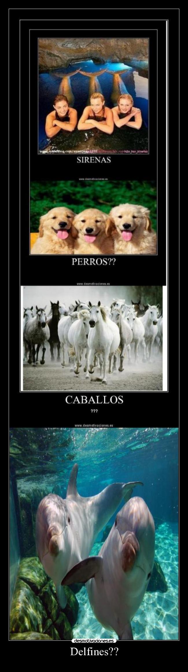 Delfines?? - 