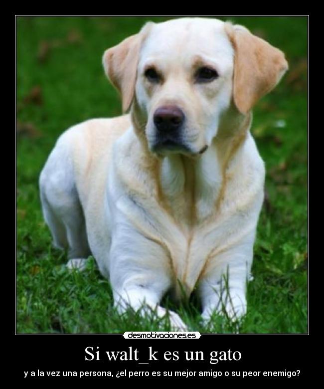 Si walt_k es un gato -